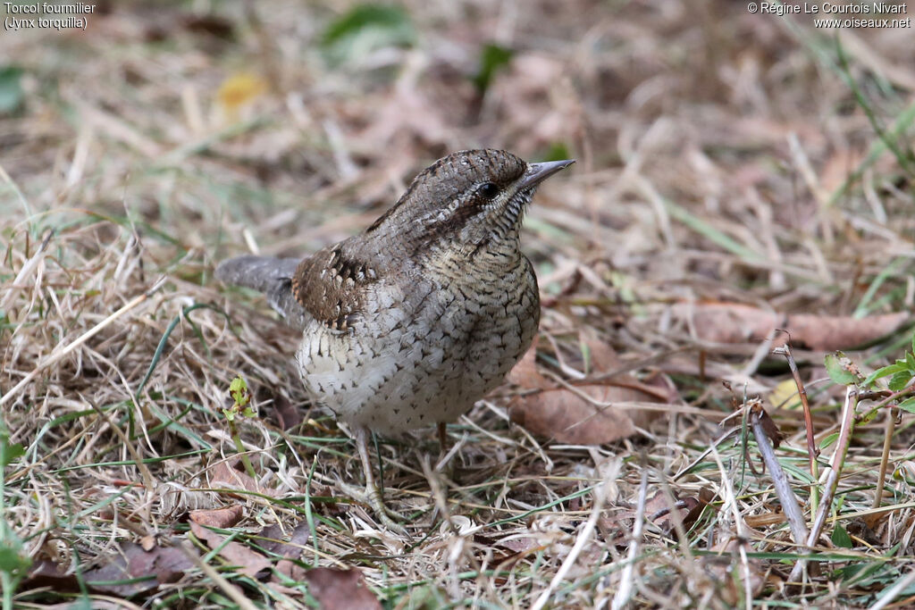 Eurasian Wryneck