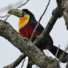 Toucan à ventre rouge