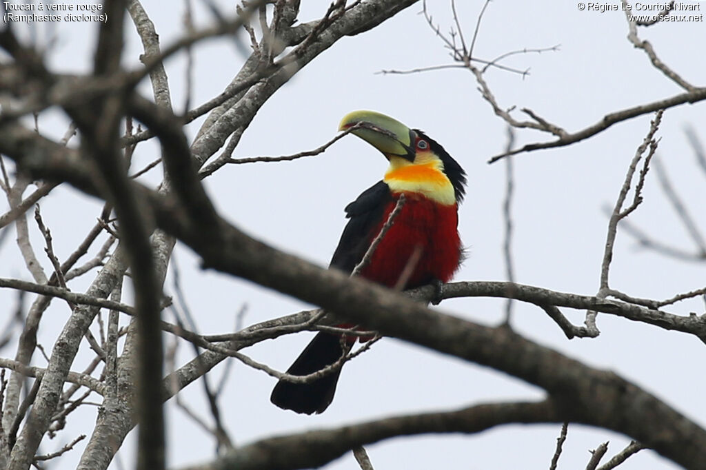 Toucan à ventre rouge