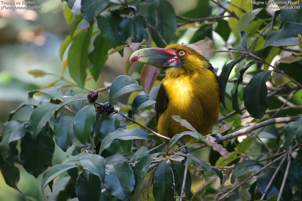 Toucan de Baillon - Araçari de Baillon<br />, portrait