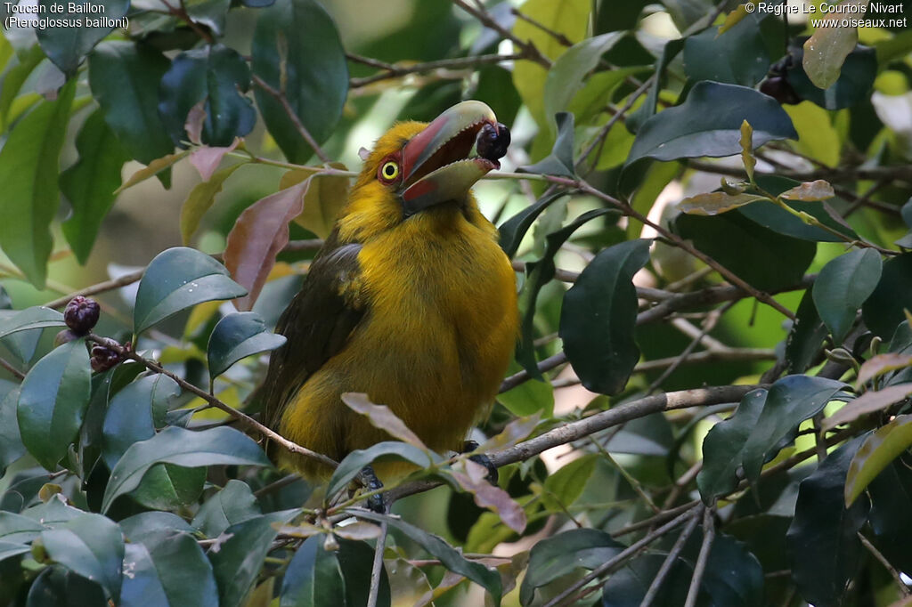 Toucan de Baillon - Araçari de Baillon<br />, mange