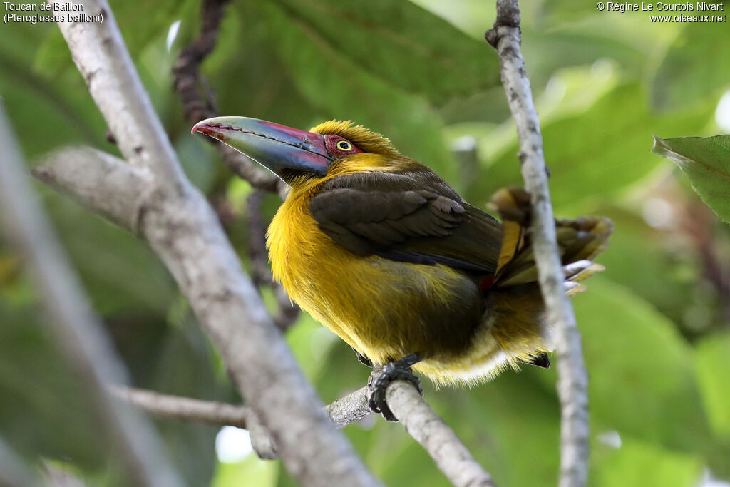 Toucan de Baillon - Araçari de Baillon<br />