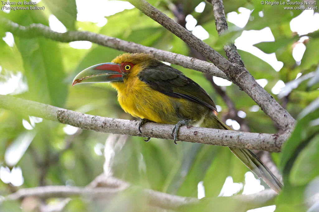 Toucan de Baillon - Araçari de Baillon<br />, identification