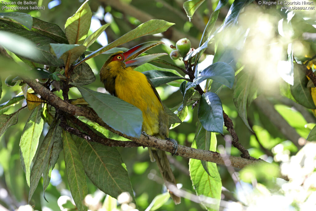 Toucan de Baillon - Araçari de Baillon<br />, régime