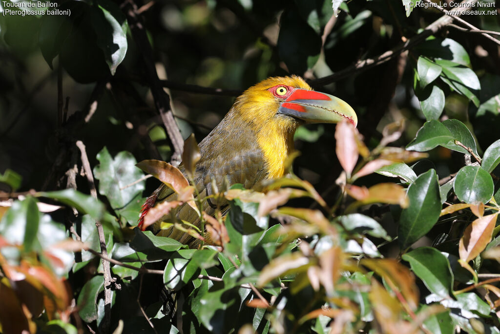Toucan de Baillon - Araçari de Baillon<br />