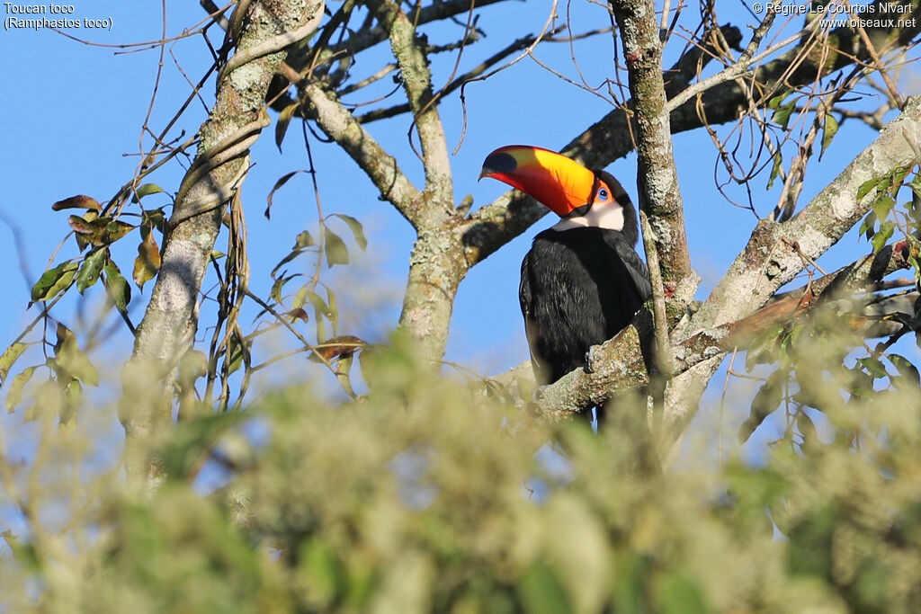 Toucan toco