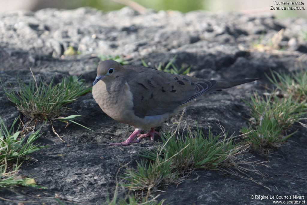 Mourning Dove