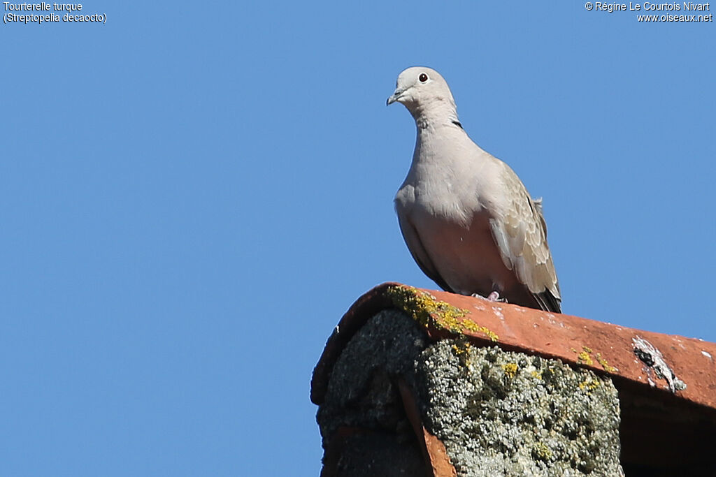 Eurasian Collared Dove