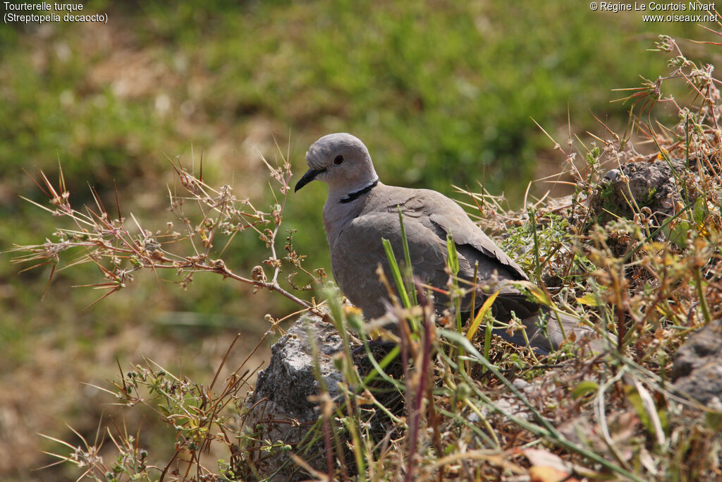 Eurasian Collared Dove