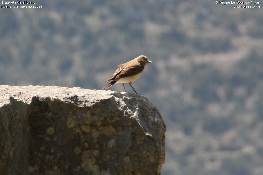 Eastern Black-eared Wheatear female