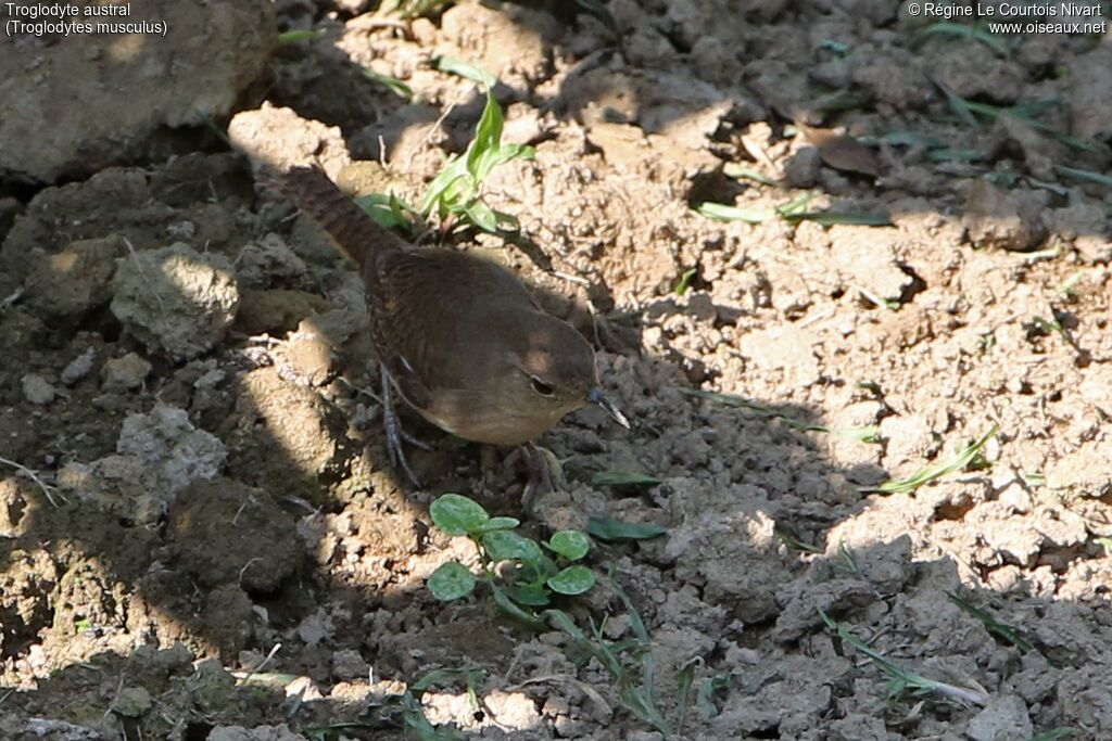 Troglodyte austral
