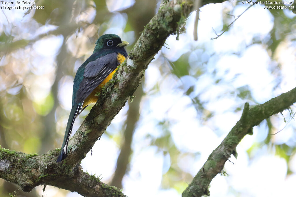 Trogon de Pelzeln mâle