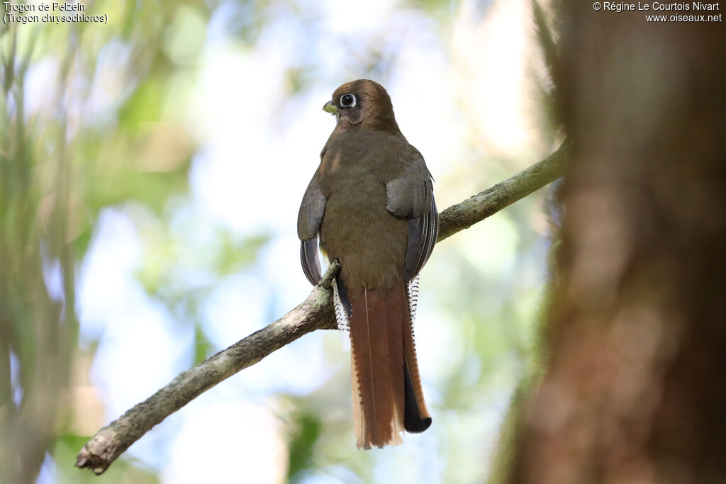 Trogon de Pelzeln femelle