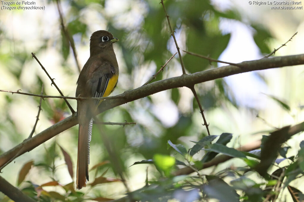 Trogon de Pelzeln