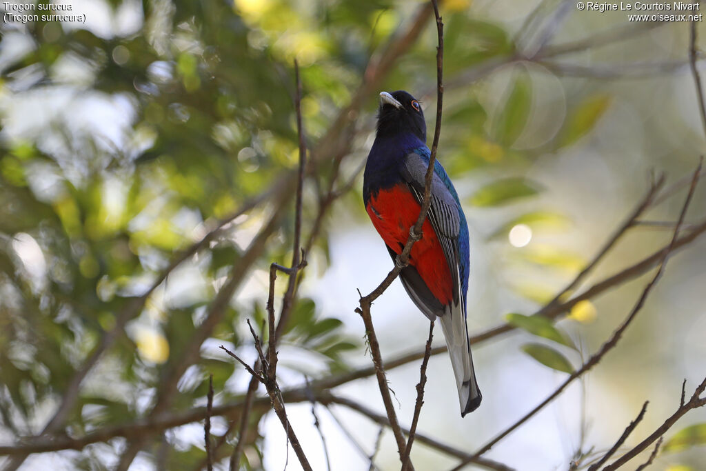 Trogon surucua mâle
