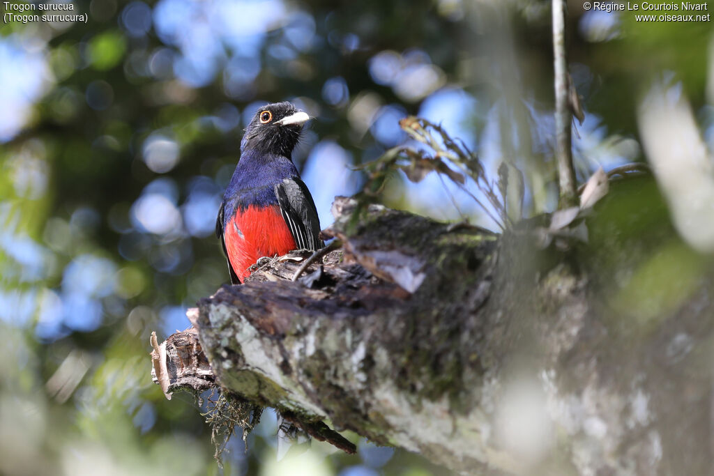 Surucua Trogon