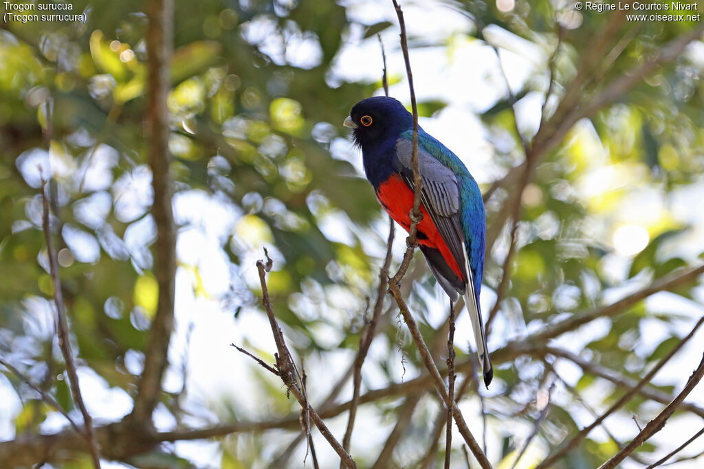 Surucua Trogon