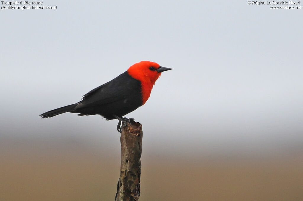 Scarlet-headed Blackbird