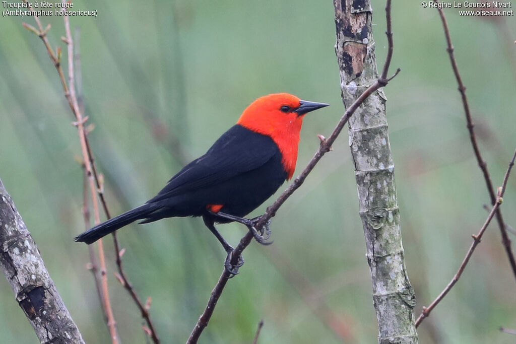 Scarlet-headed Blackbird