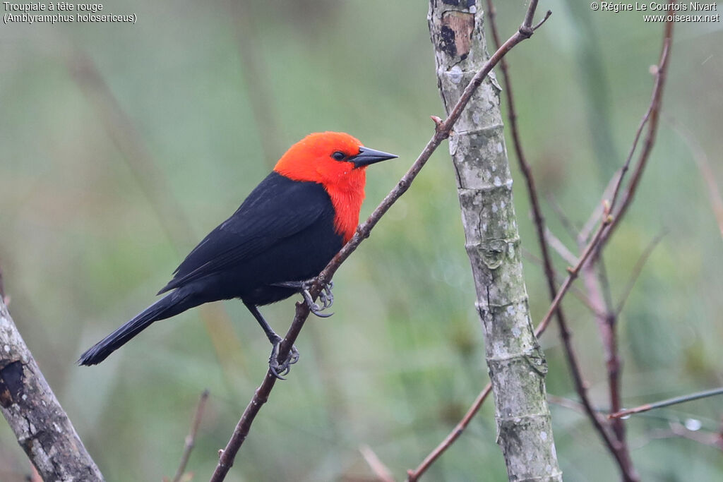 Scarlet-headed Blackbird