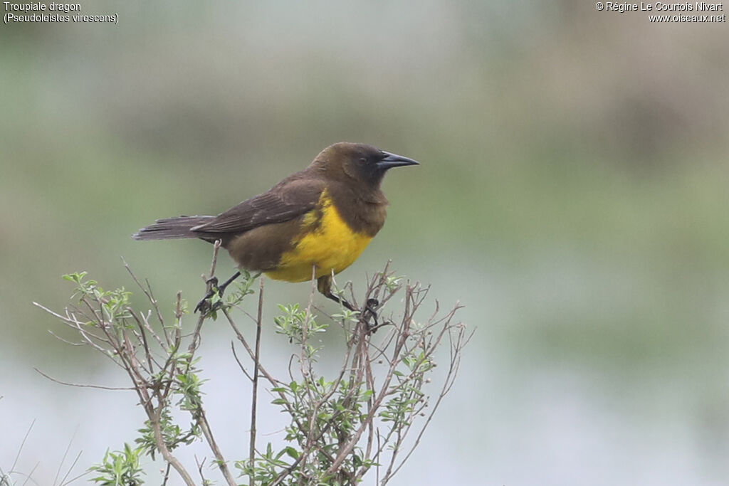 Brown-and-yellow Marshbird