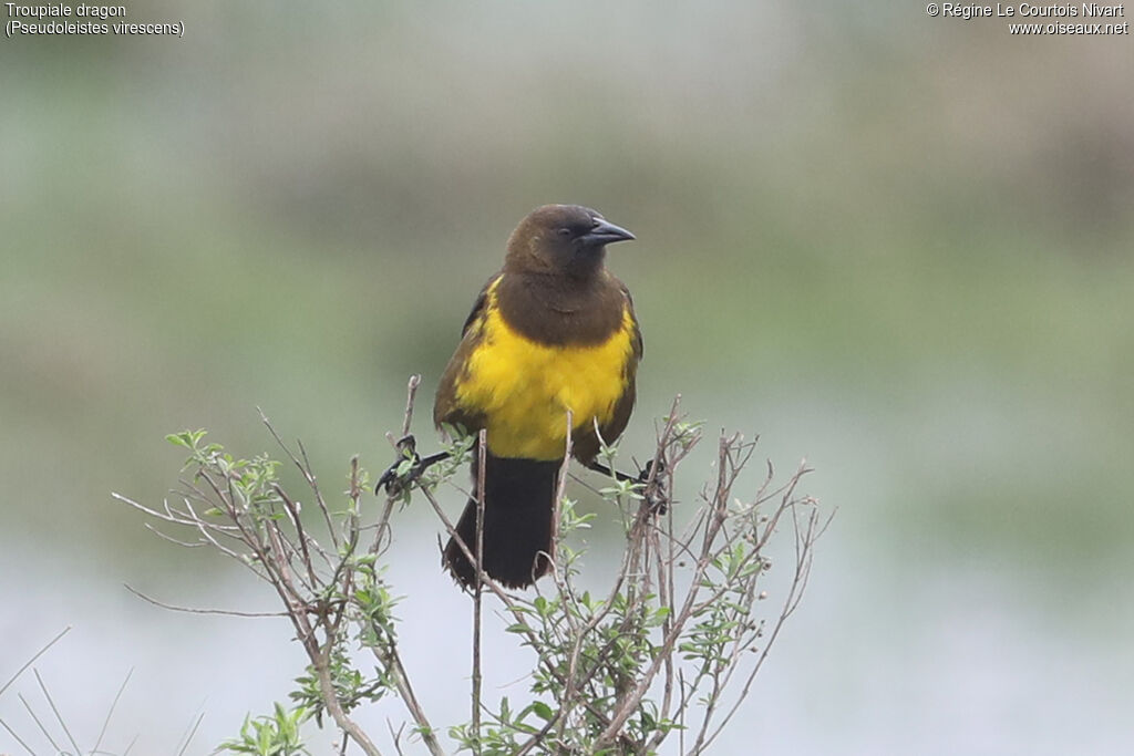 Brown-and-yellow Marshbird