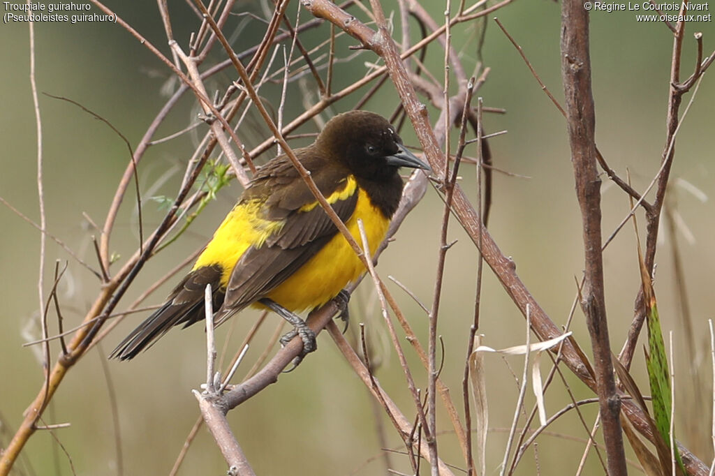 Troupiale guirahuro