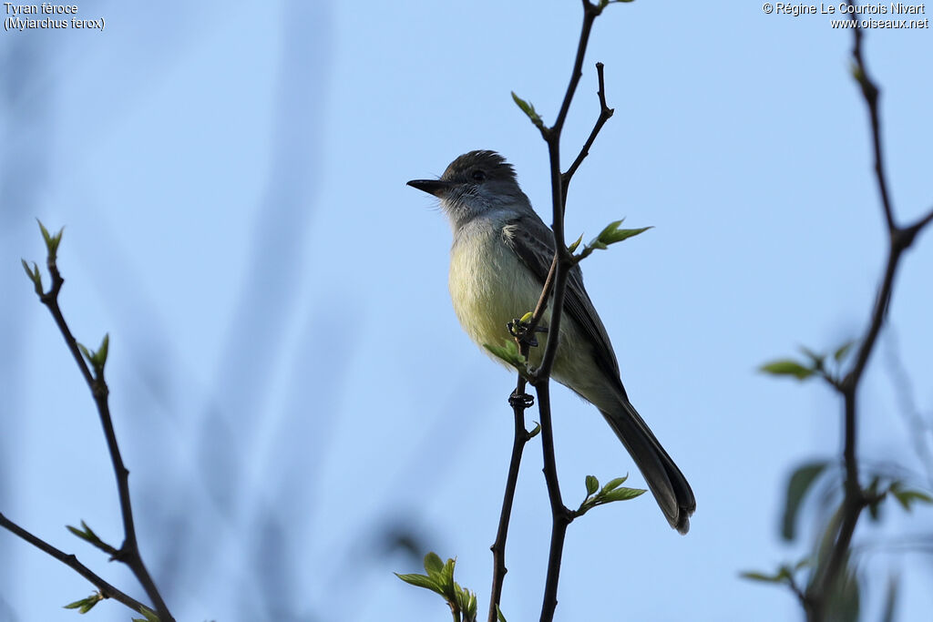 Short-crested Flycatcher