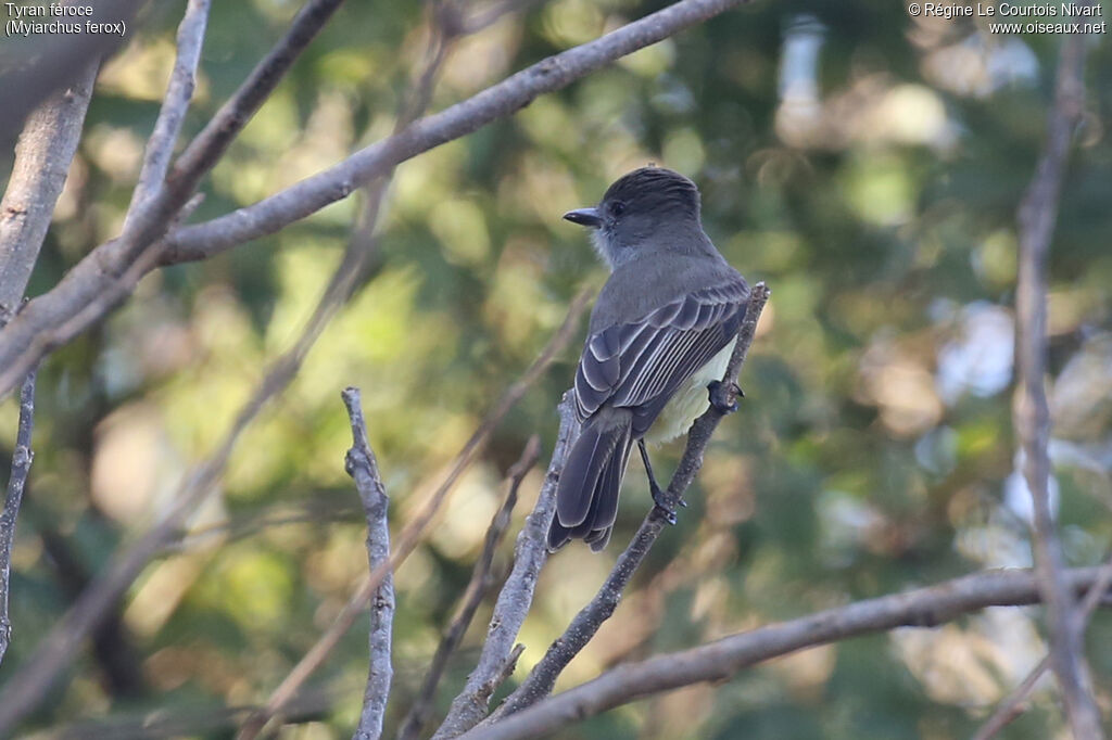 Short-crested Flycatcher
