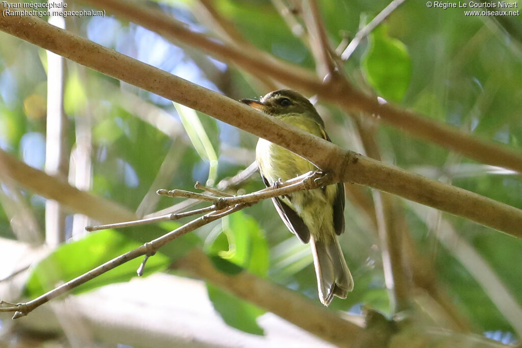Large-headed Flatbill