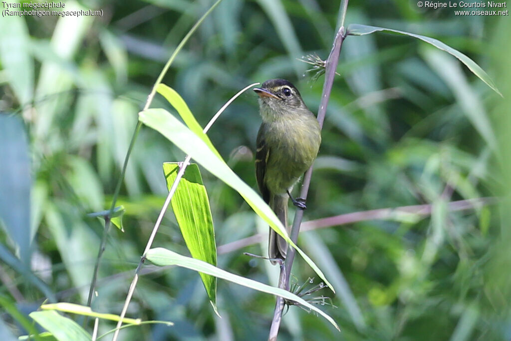 Large-headed Flatbill