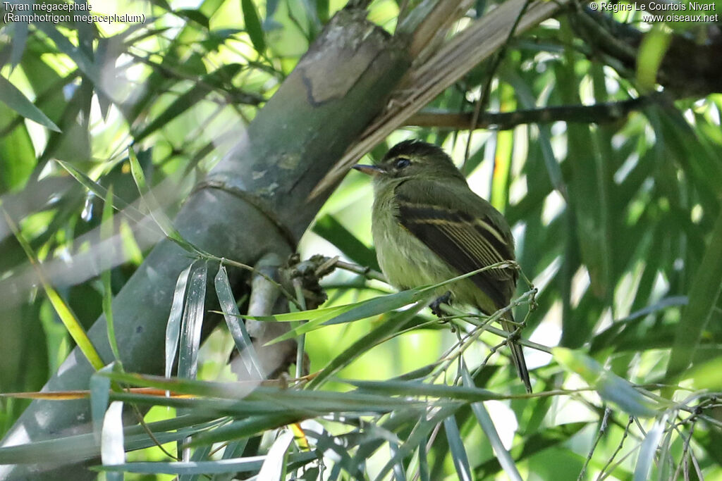 Large-headed Flatbill