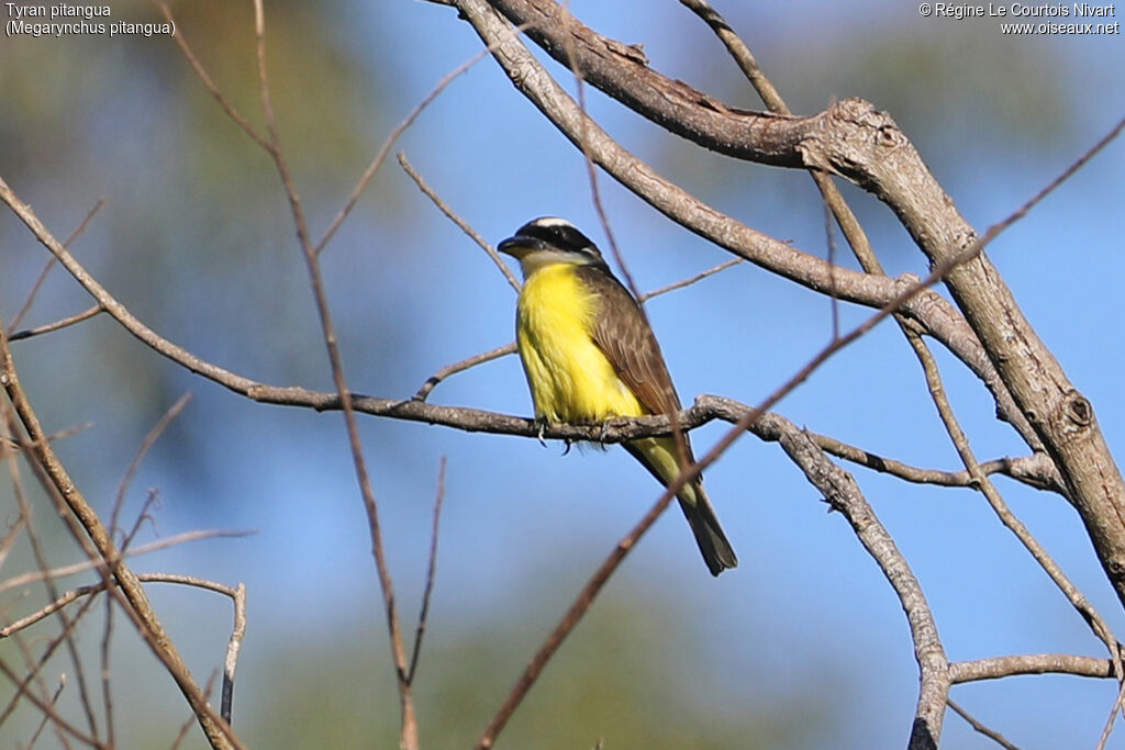 Boat-billed Flycatcher