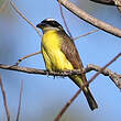Tyran pitangua