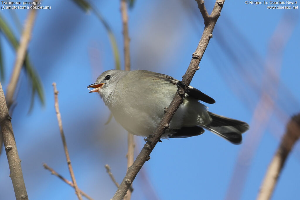 Southern Beardless Tyrannulet