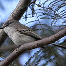 Tyranneau suiriri