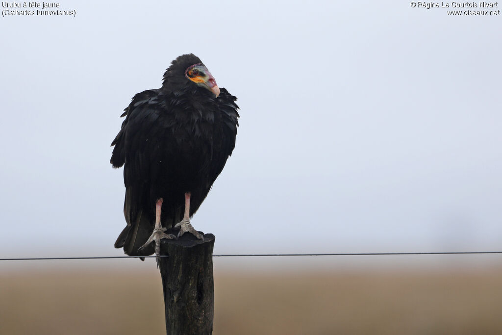 Lesser Yellow-headed Vulture