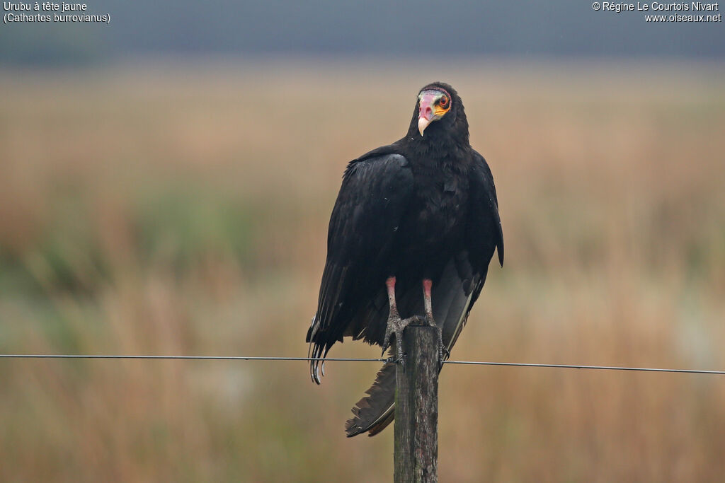 Lesser Yellow-headed Vulture