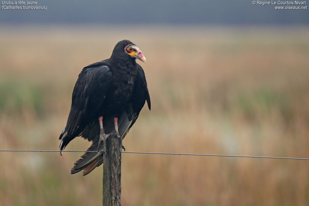 Lesser Yellow-headed Vulture