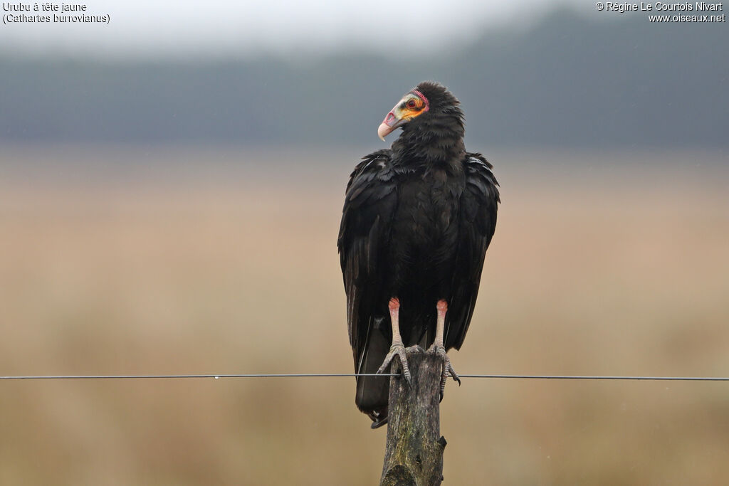 Lesser Yellow-headed Vulture