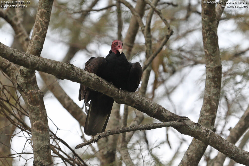 Urubu à tête rouge