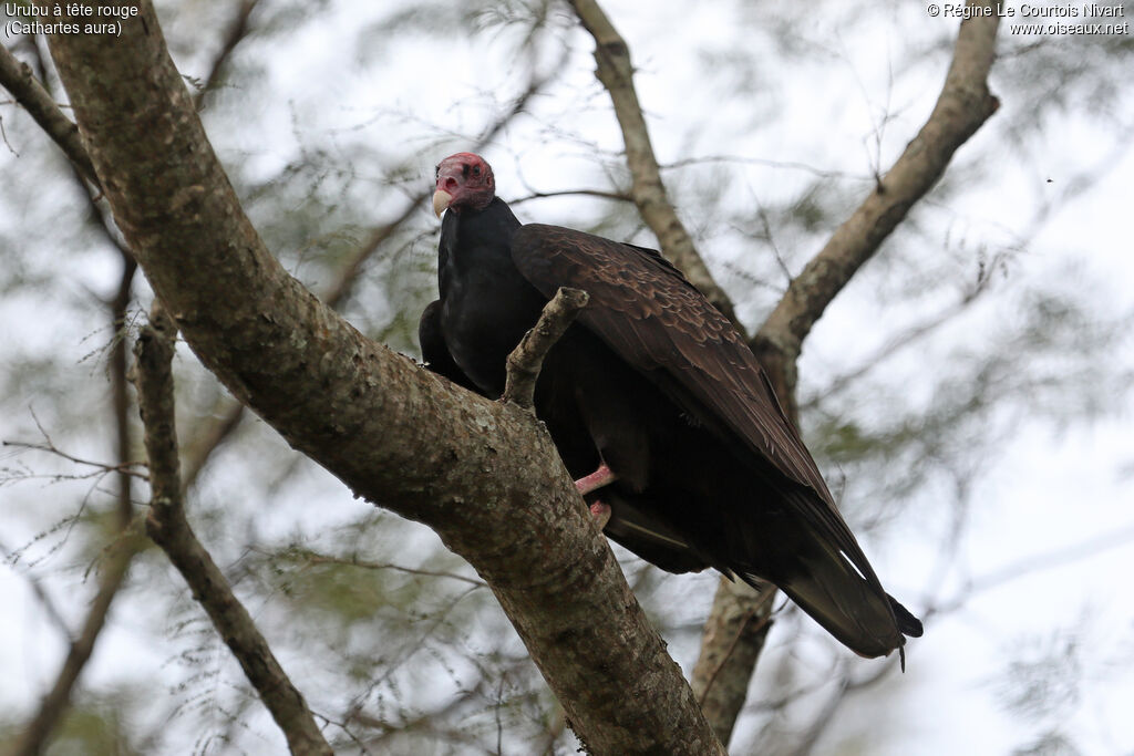 Urubu à tête rouge