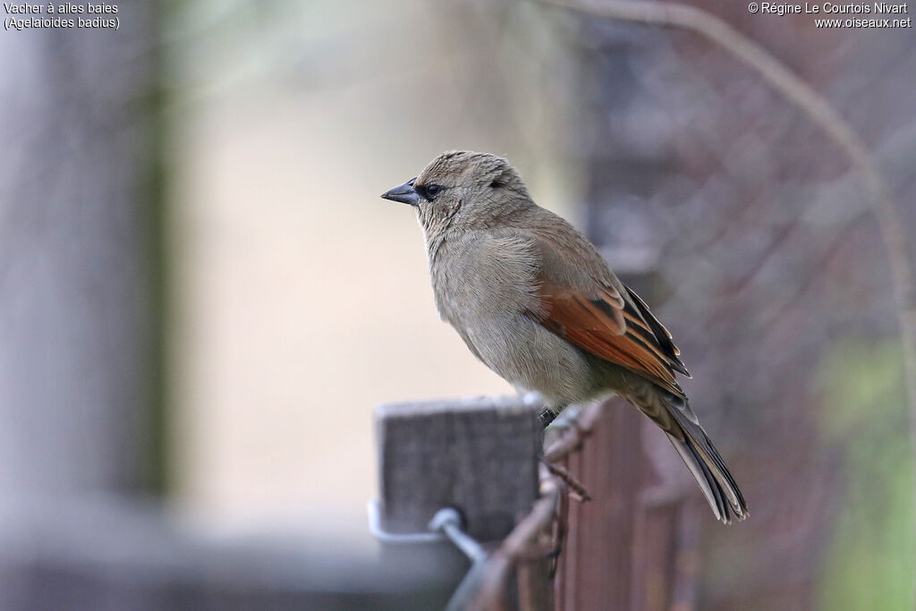 Vacher à ailes baies