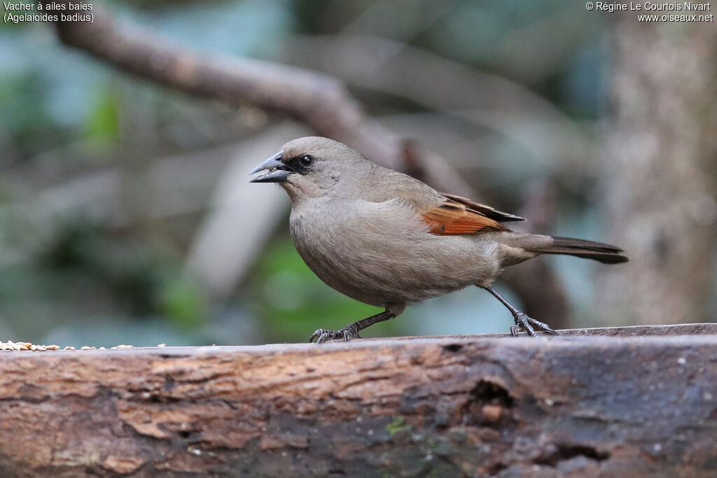 Vacher à ailes baies - Carouge à ailes baies<br />