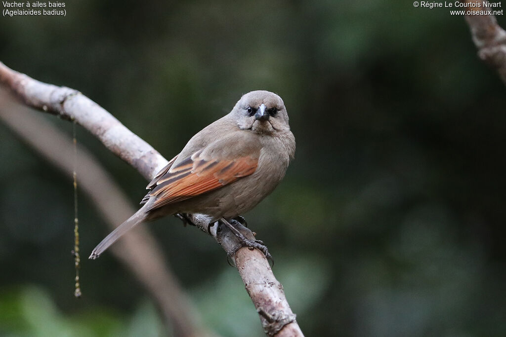 Vacher à ailes baies - Carouge à ailes baies<br />