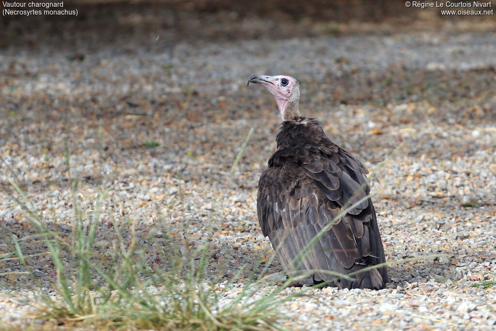 Vautour charognard