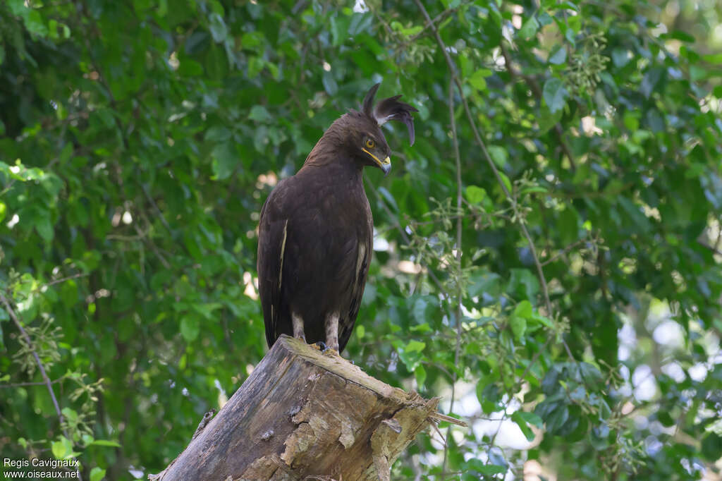 Long-crested Eagleadult, identification
