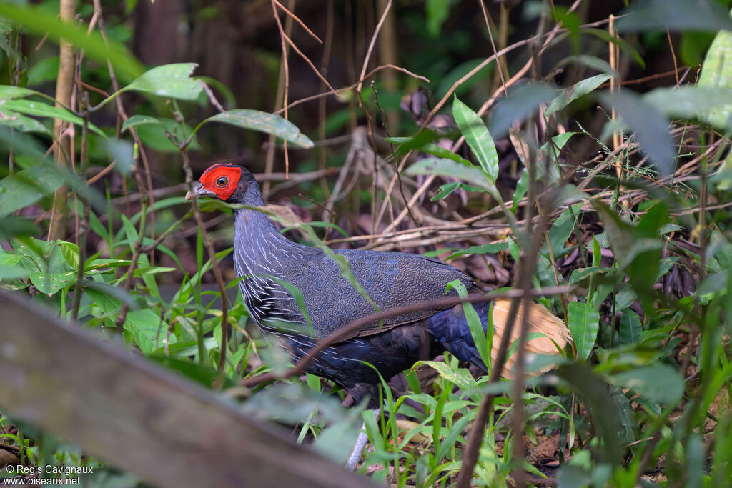 Faisan à queue rousse