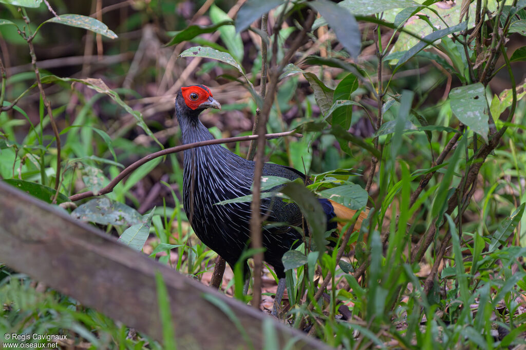 Faisan à queue rousse