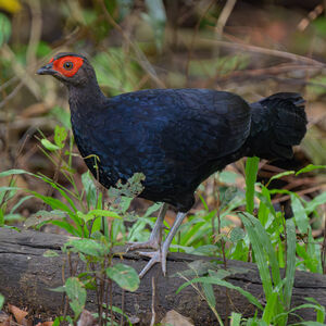 Faisan à queue rousse